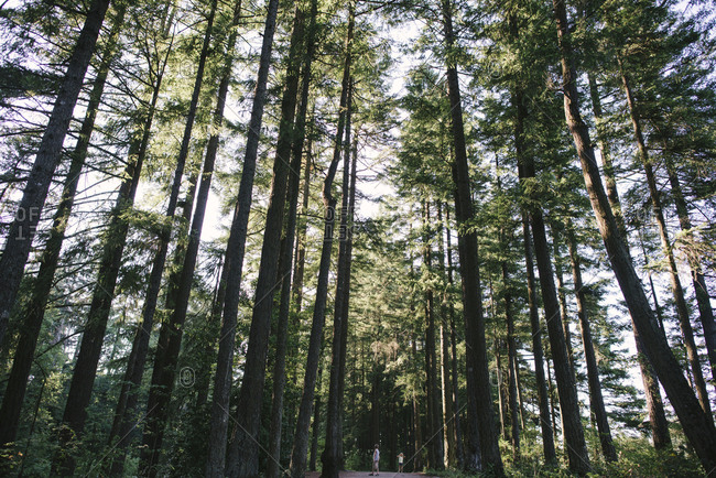 Distant view of siblings on road amidst trees in forest