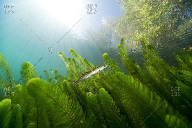 Northern pike in shallow water of a lake
