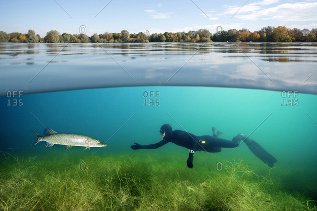 Diver and northern pike in a lake