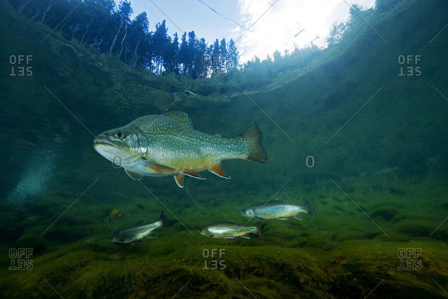 Austria- Styria- char and rainbow trouts in Lake Grueblsee