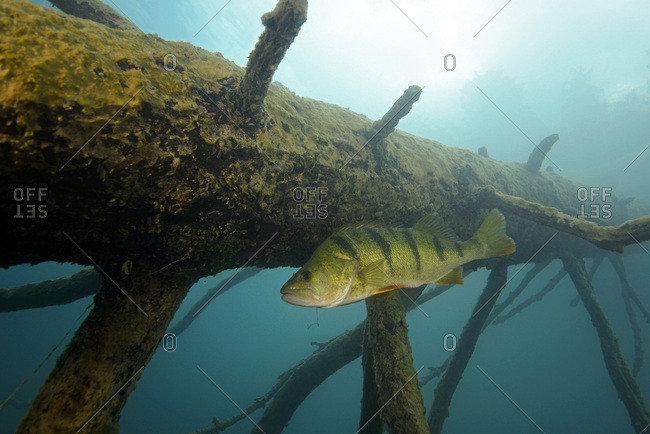 Austria- Carinthia- European perch in Weissensee
