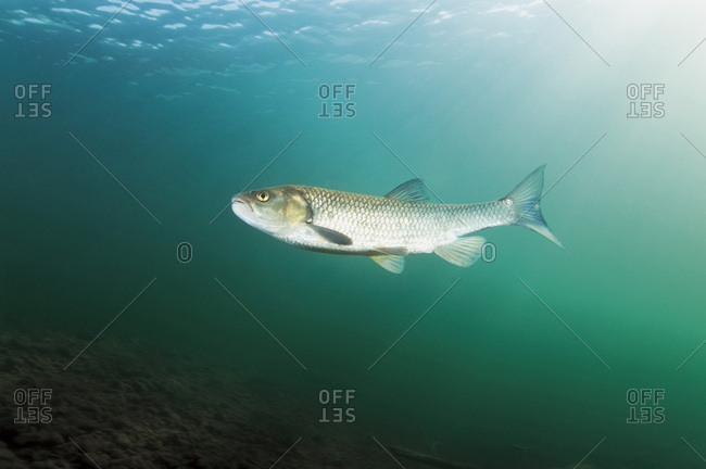 Austria- Styria- chub in Lake Grundlsee