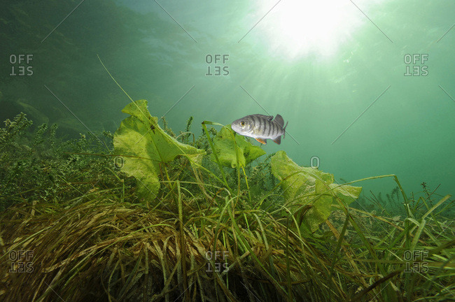 Austria- Upper Austria- European perch in Attersee