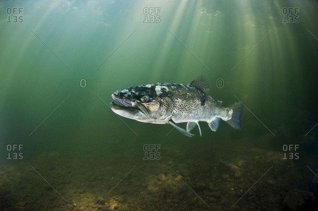 Switzerland- Lake Neuchatel- ill huchen in Areuse river