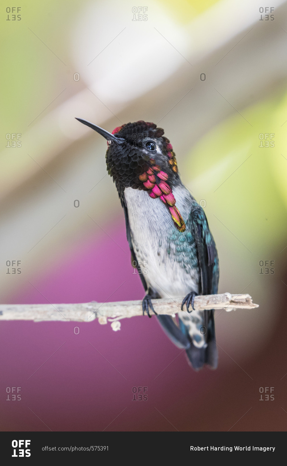 A wild adult male bee hummingbird, Mellisuga helenae, displaying vivid coloration near Playa Larga, Cuba