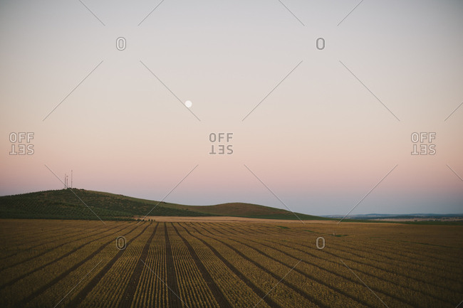 Agricultural field at dusk, Portugal