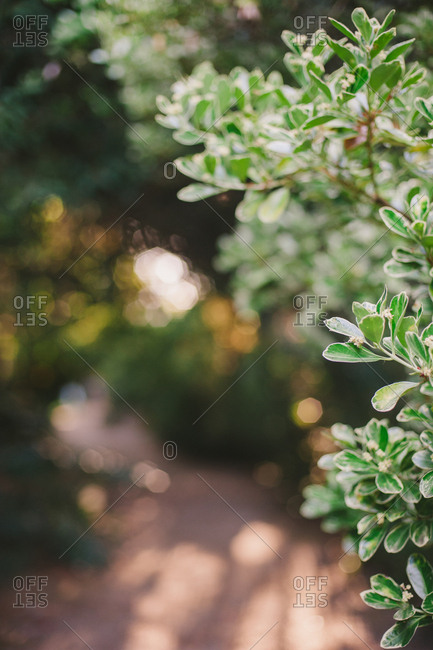 Close up of plant in rural Portugal
