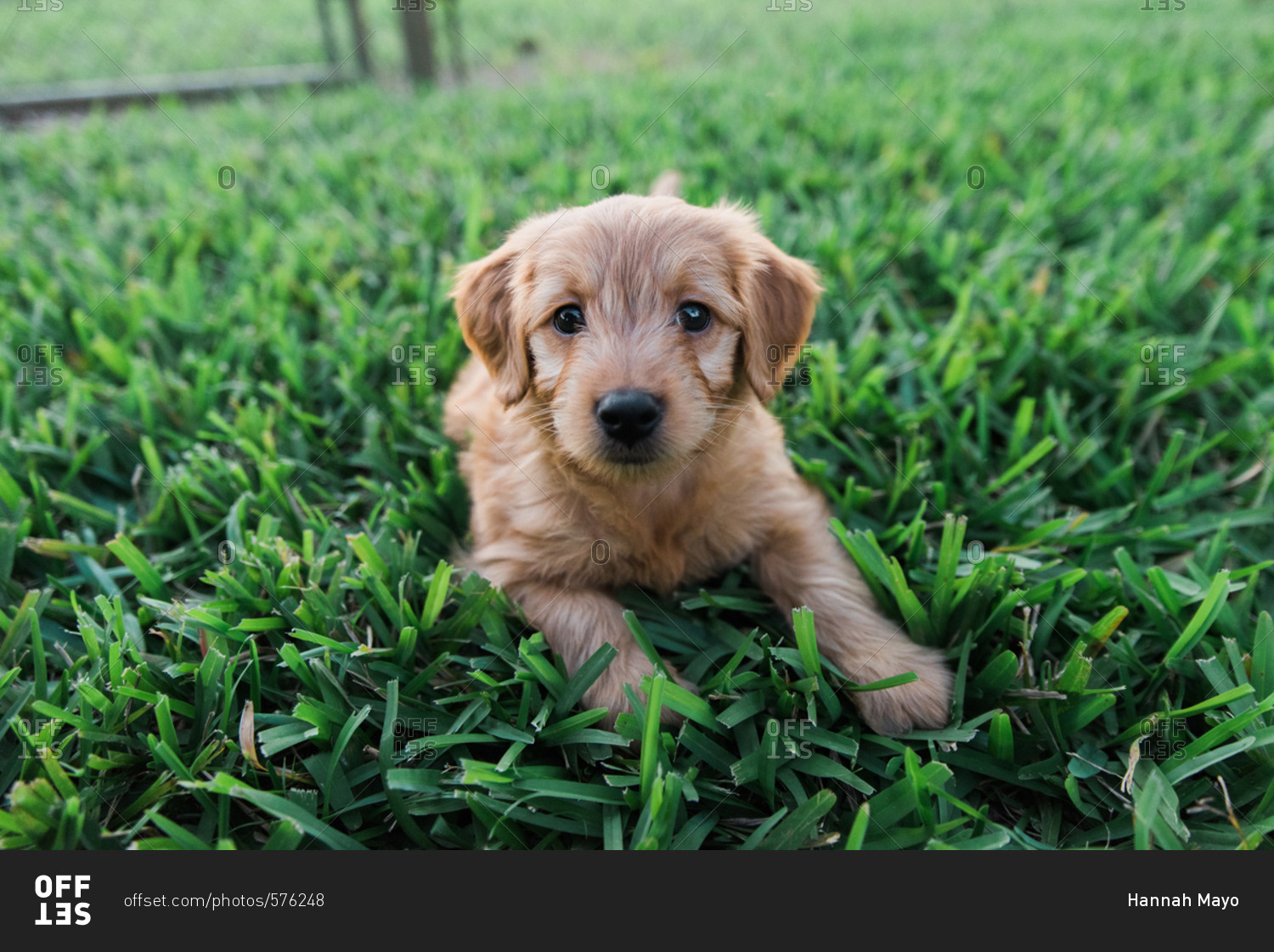 Cute puppy lying on grass stock photo OFFSET