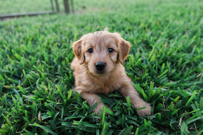 Cute puppy lying on grass