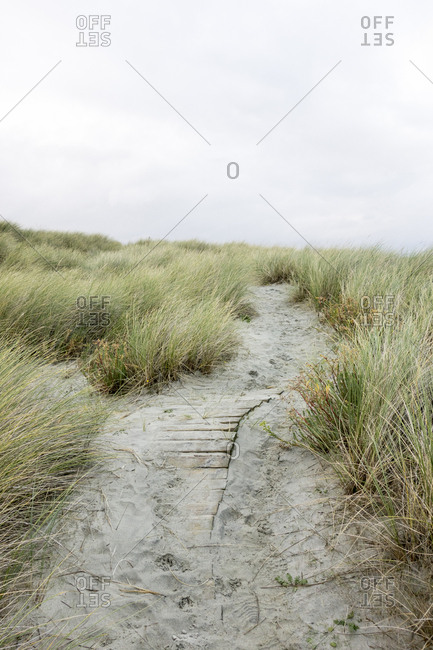 A trail through sandy coastal dunes