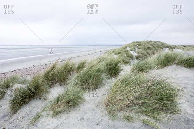 Grassy sand dunes by sea