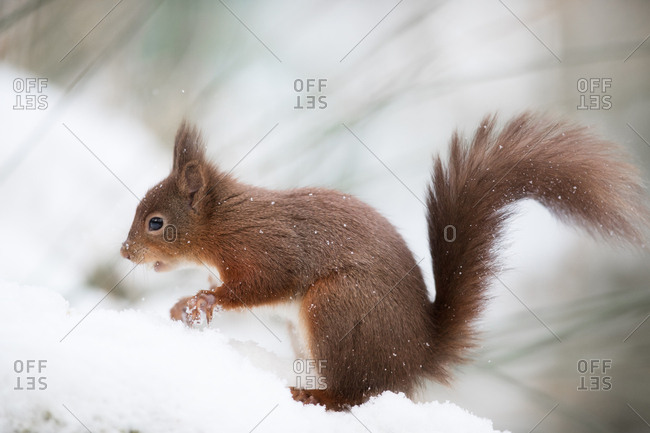 A squirrel standing in snow