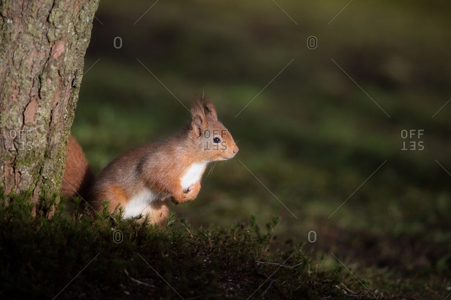 Squirrel standing by a tree