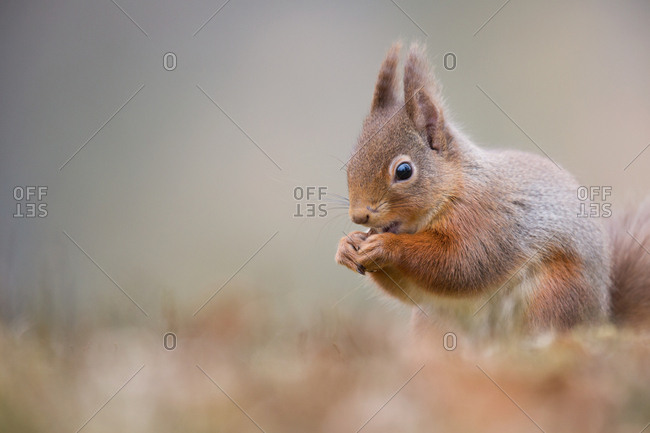 Squirrel eating in grass