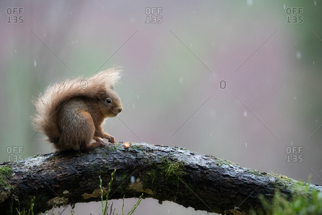 Squirrel perched on branch