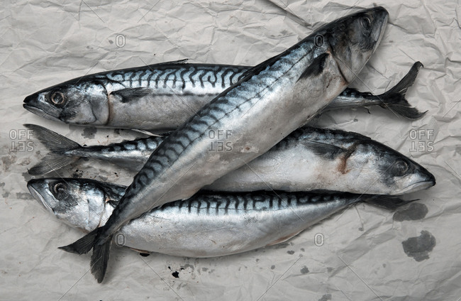 Mackerel fish on a wrapping paper