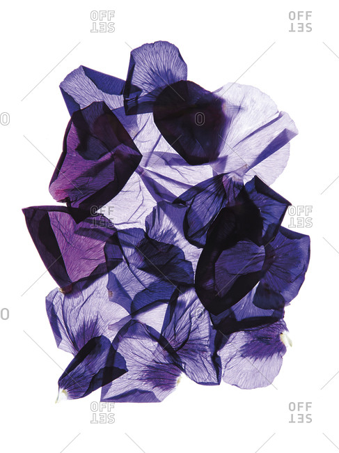 Purple blue flower petals