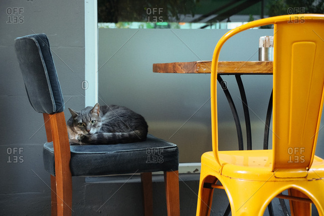 Cat lying in outdoor chair