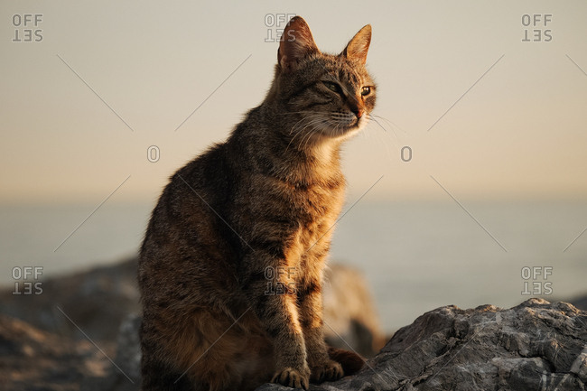 Sleepy cat at dusk on rocks