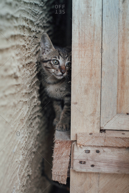 Small kitten hiding behind rustic furniture while playing