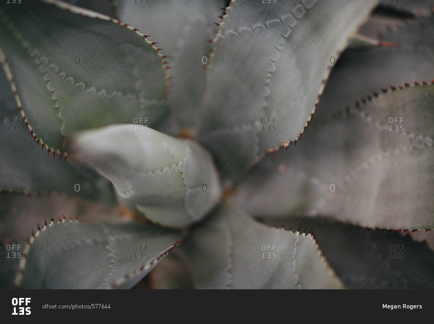 Close shot of sage green agave plant in the desert