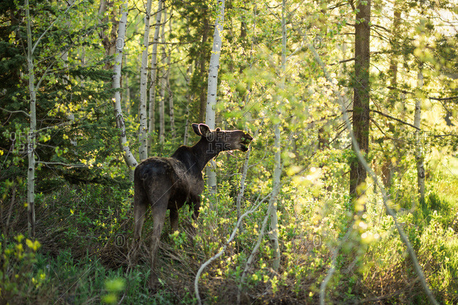 Moose feeding in a forest