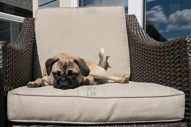 Dog patio outlet chair