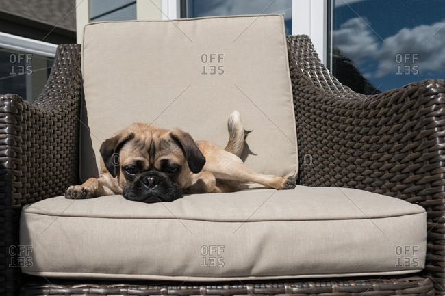 Pug Dog Sitting On Patio Chair Resting Stock Photo Offset