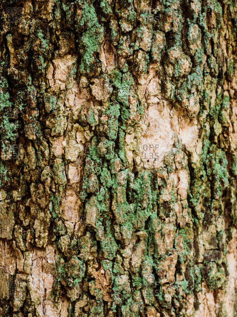 Detail shot of tree bark covered in moss
