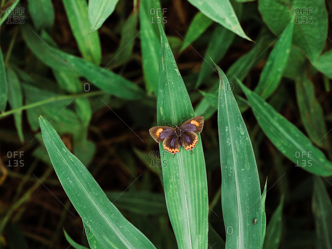 Butterfly on leaf - Offset Collection