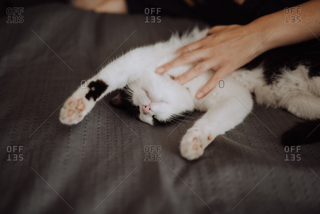 Cat luxuriates in being petted by owner
