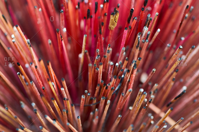 Burnt incense sticks - Royal Palace, Phnom Penh