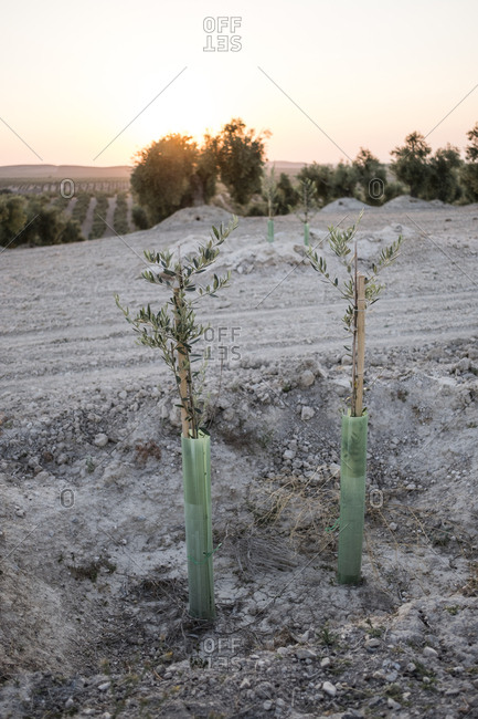 Plantation of olive trees at sunset. Young seedlings growing. Cultivation through the branches of the olive tree.