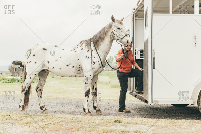 Woman walking spotted horse onto a trailer