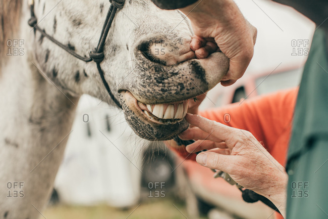 Man inspecting horse's teeth