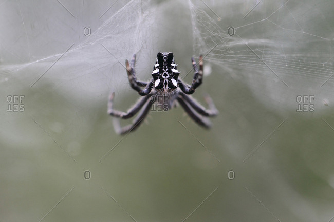 Dome like construction of a web made by a tent-web spider, Cyrtophora citricola.