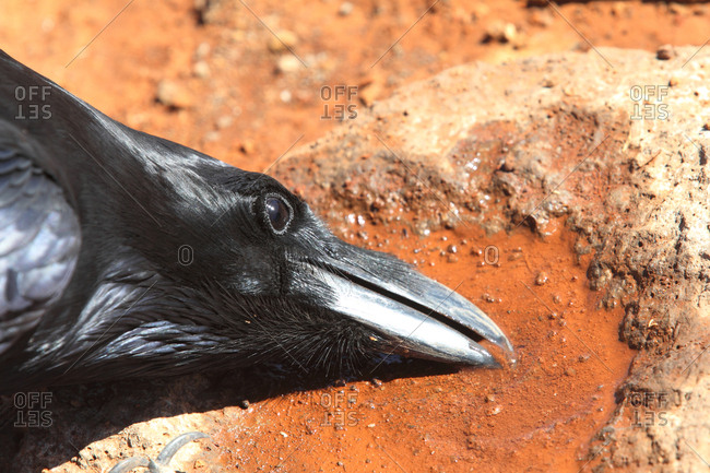 A wild raven, Corvus corax, drinks from a puddle.