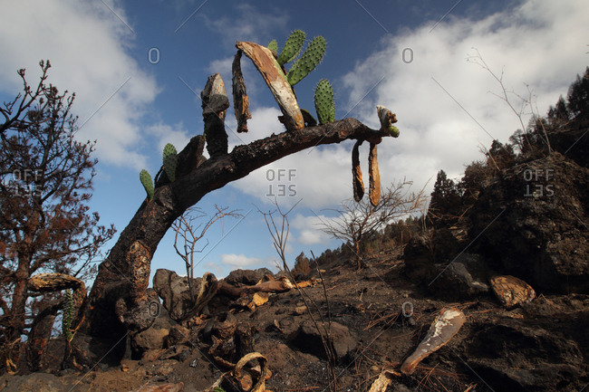 Burned, but still alive, opuntia cactus, Opuntia species, after bushfire.
