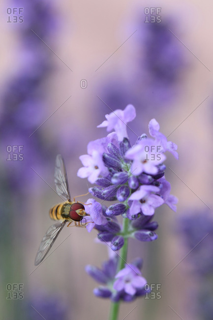 A marmalade hoverfly, Episyrphus balteatus, resting on lavender, Lavandula angustifolia.