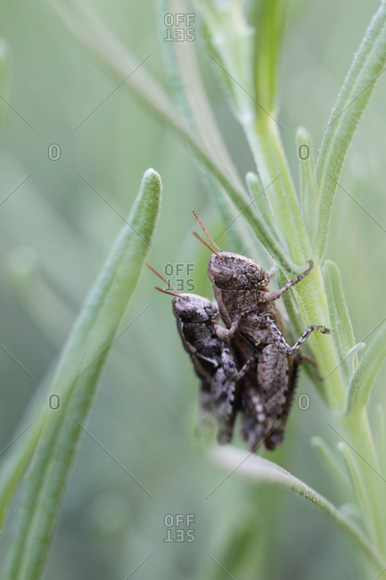 Close up of insects on lavender, Lavandula angustifolia.