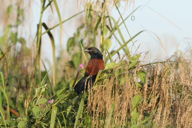 Greater coucal, Centropus sinensis, perches on a twig.