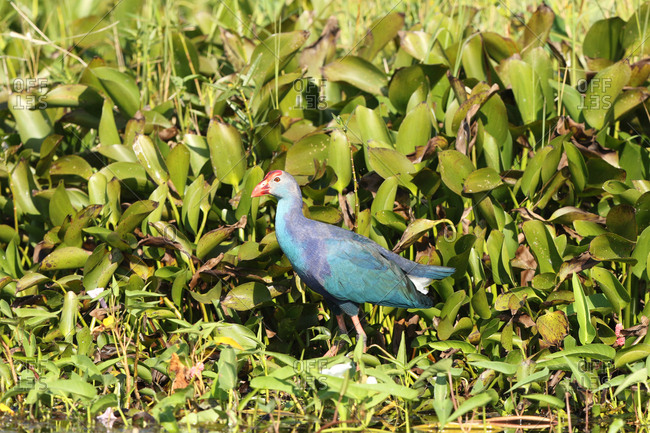 Portrait of a gray-headed swamp hen, Porphyrio poliocephalus.