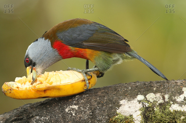 A toucan barbet, Semnornis ramphastinus, eating a ripe banana.