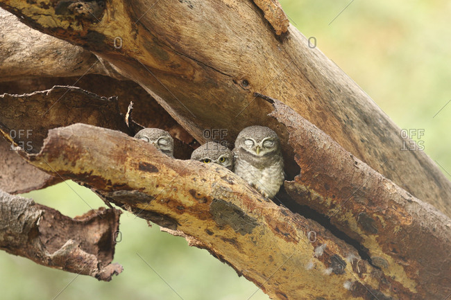 Three young spotted owlets, Athene brama, sleeping in a tree hollow.