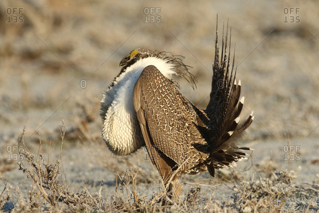 Portrait of a male greater sage-grouse, Centrocercus urophasianus.