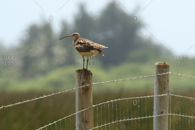 A Bristle-thighed curlew, Numenius tahitiensis, perches on a fence.