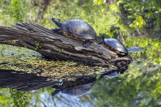 Florida red bellied cooters, Pseudemys nelsoni, on a log.