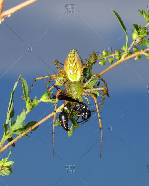 A green lynx spider, Peucetia viridans, preying on a wasp.