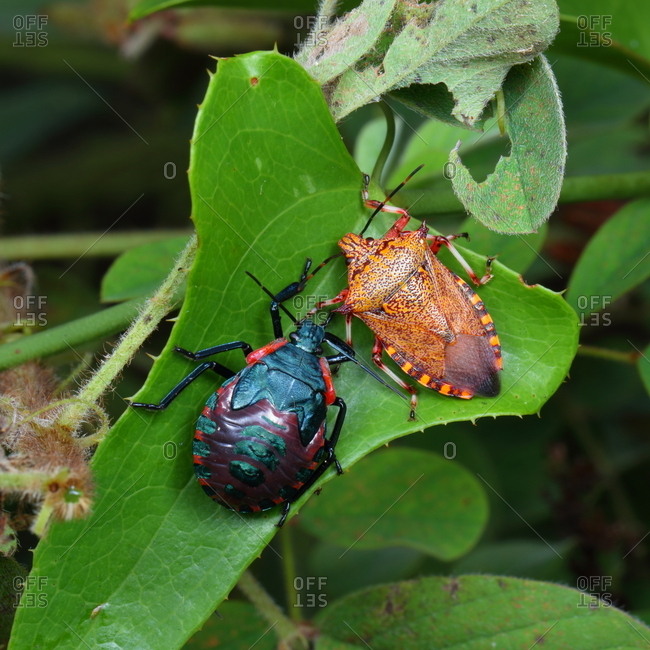Giant strong nosed stink bugs, Alcaeorrhynchus grandis, adult and last instar nymph resting on a plant.