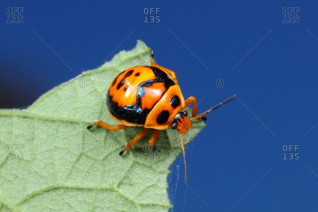 A predatory anchor stink bug, Stiretrus anchoratus, crawling on a leaf.